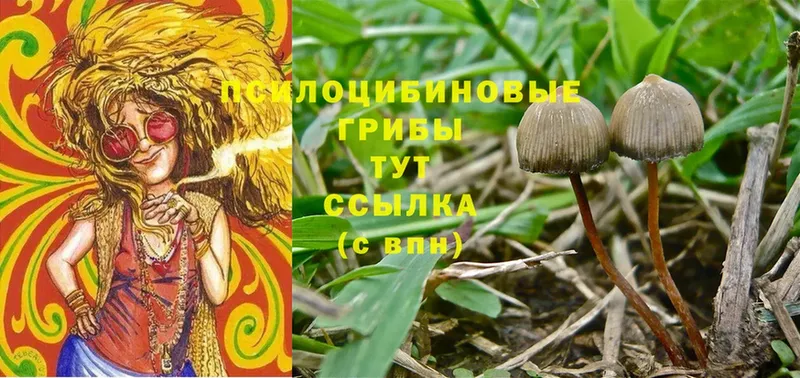 Галлюциногенные грибы Psilocybine cubensis  это клад  Бийск 